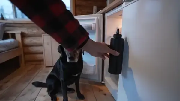 Black Labrador on a plank floor watching a hand put a tall dark bottle high in the refrigerator